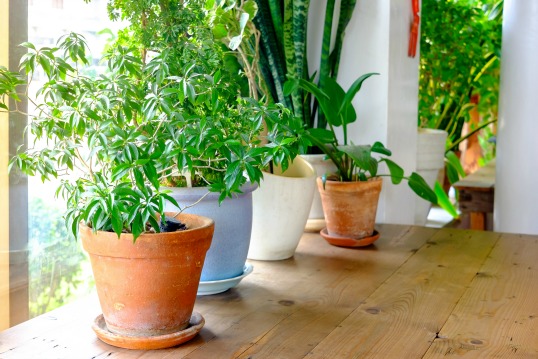 7 Indoor Plants To Green Up Your Home