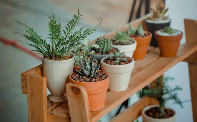 10 Best Indoor Plants for Home that are Easy to Maintain