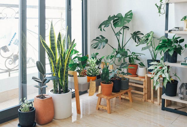 Easy Guide to Indoor Plants for Home